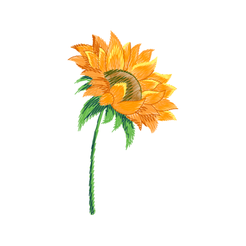 Transvaal Daisy Wedding Transvaal Daisy Wedding