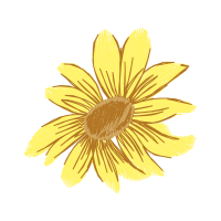 Transvaal Daisy Wedding Transvaal Daisy Wedding