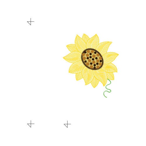 Transvaal Daisy Wedding Transvaal Daisy Wedding