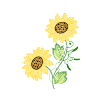 Transvaal Daisy Wedding Transvaal Daisy Wedding