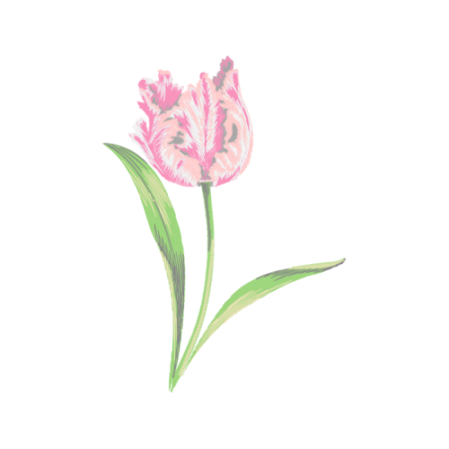 Tulip Wedding Tulip Wedding