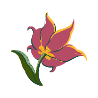 Tulipa Humilis Wedding