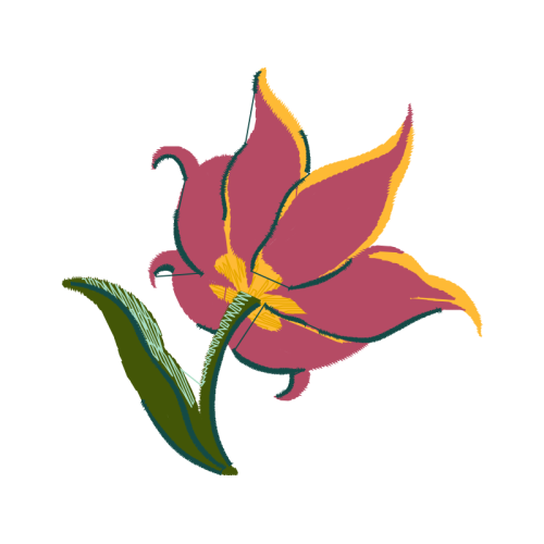 Tulipa Humilis Wedding Tulipa Humilis Wedding