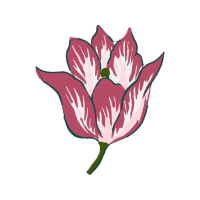 Tulipa Humilis Wedding