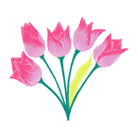 Tulipa Humilis Wedding