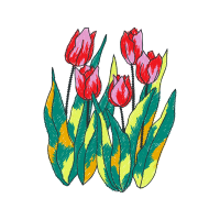 Tulipa Humilis Wedding