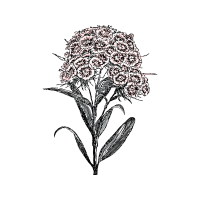 Vector Graphics Wedding