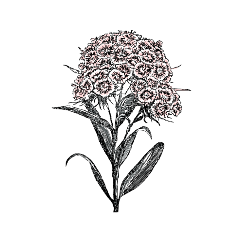 Vector Graphics Wedding Vector Graphics Wedding