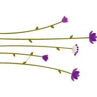 Vervain Wedding Vervain Wedding