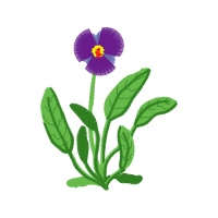 Violet Wedding Violet Wedding