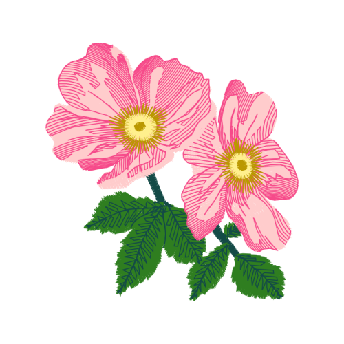 Virginia Rose Wedding Virginia Rose Wedding