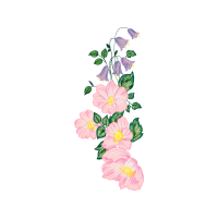 Virginia Rose Wedding Virginia Rose Wedding