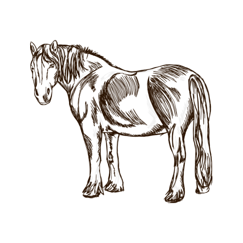 Drawing Wedding Drawing Wedding