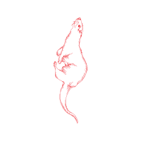 Illustration Wedding